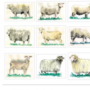 Béjaïa - Recherche agricole: Tazegzaouet, une race ovine en péril