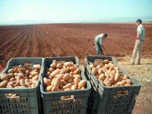 Aïn Defla - Culture de la pomme de terre: Le revers de la médaille