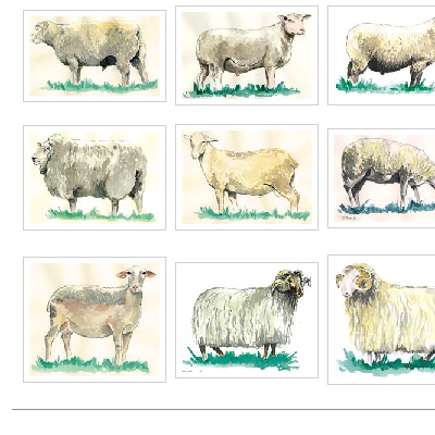 Béjaïa - Recherche agricole: Tazegzaouet, une race ovine en péril