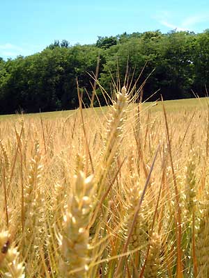 الجزائر تخطط للاكتفاء الذاتي من الغلال بحلول 2015