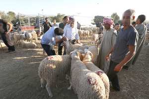 ارتفاع أسعار الأعلاف وضعف الدعم سيلهبان أسعار الأضاحي ببسكرة