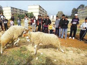 Revoilà le mouton cogneur