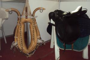 le 1er festival nle du tourisme équestre tiaret du 1 novembre au 4 novembre 2011