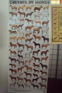 vle 1er festival nle du tourisme équestre tiaret du 1 novembre au 4 noembre 2011