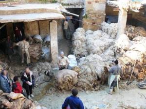 Oran - Alors que l'industrie du cuir est menacée par l'exportation: Les revendeurs font les poubelles pour récupérer les peaux de moutons