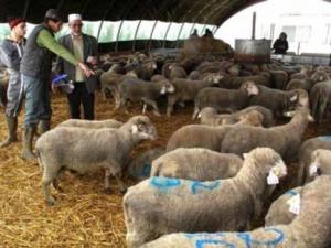 Constantine - Fête de l'Aïd El Adha: Entre ferveur et insalubrité