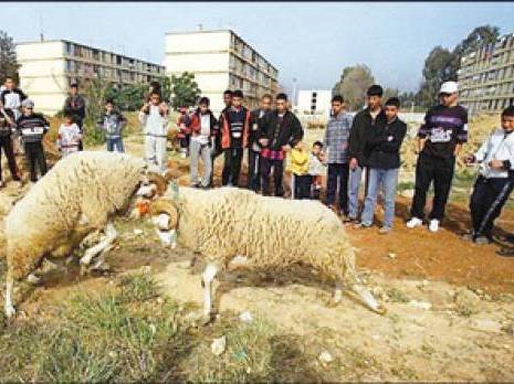 Revoilà le mouton cogneur
