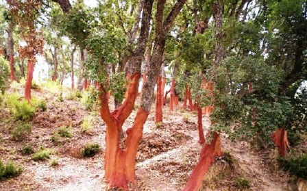 الفلين في الجزائر: غابات فتية لاستعادة التوازنات