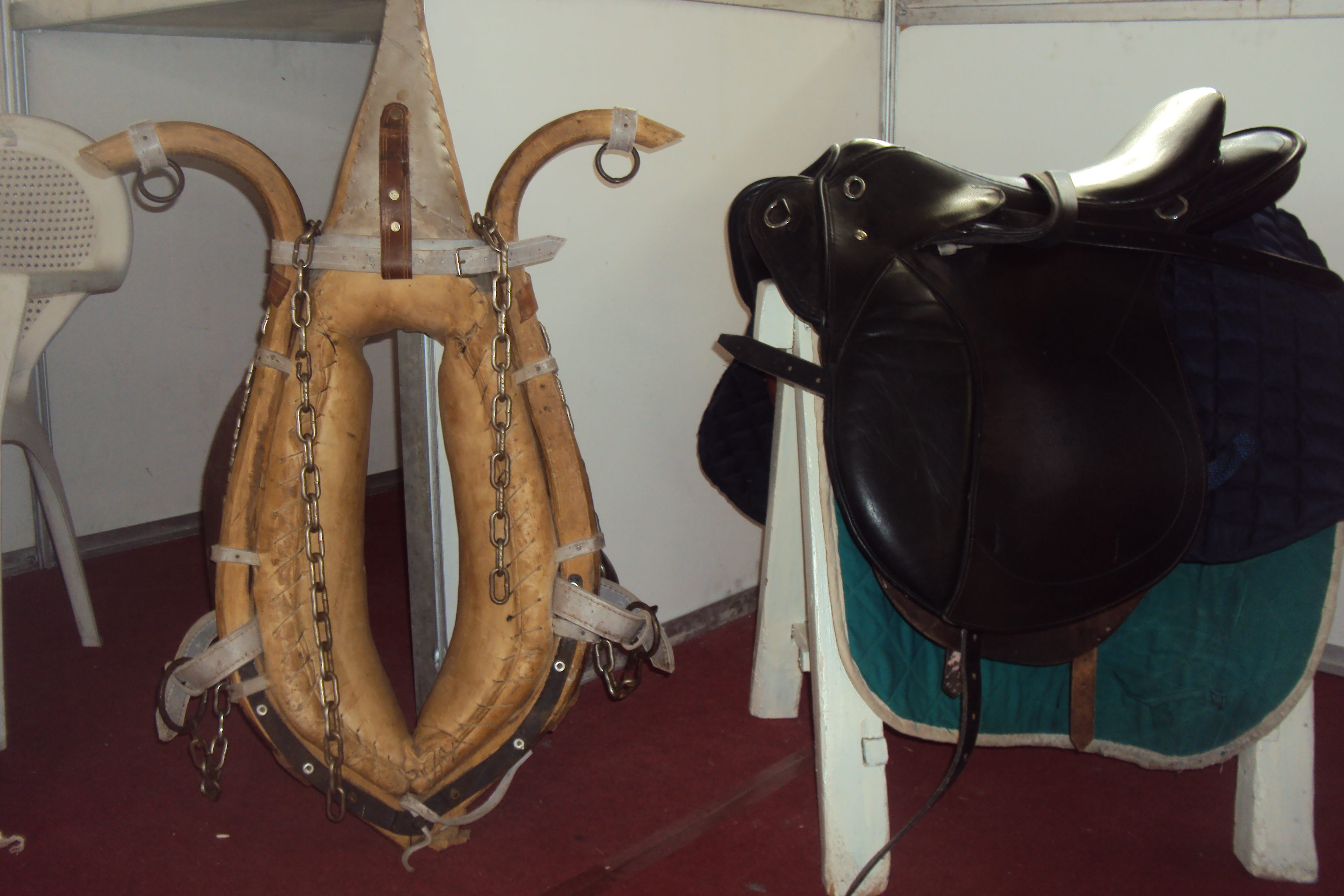 le 1er festival nle du tourisme équestre tiaret du 1 novembre au 4 novembre 2011