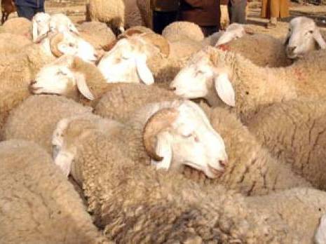 Le mouton qui saigne les bourses des familles