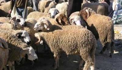 السلطات تؤكد توافر الماشية ولا تردع المضاربين  أسعار خيالية للأضاحي تمزّق الجيوب في الجزائر