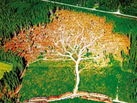 Planète - Les forestiers de Blida tirent la sonnette d'alarme