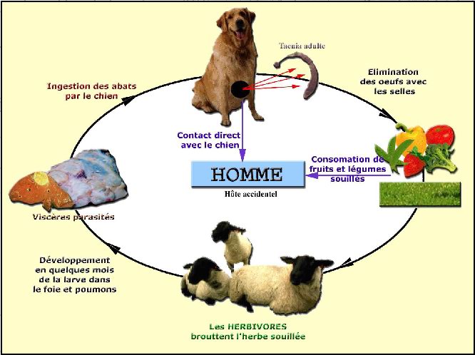 Algérie - Kyste hydatique, carburant et gaz butane. Aïd: les ministères conseillent, Naftal rassure