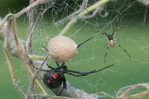 عنكبوت يدخل سيدة المستشفى بالشلف