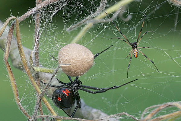 عنكبوت يدخل سيدة المستشفى بالشلف