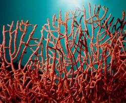 قائمة سوداء تحت مجهر مصالح الأمن بعنابة والطارف