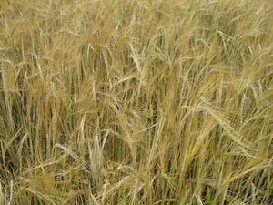 Une nouvelle commande pour l'importation de 50 000 tonnes