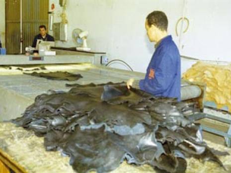 Exportation illégale des peaux