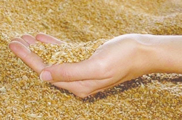 Quand le trafic des céréales fait encore parler de lui