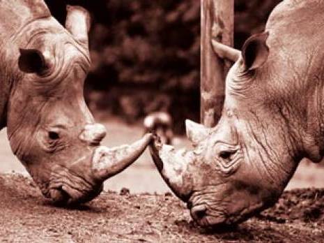 Planète - Espèce menacée: le dernier rhinocéros