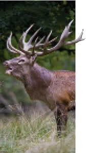 Tlemcen - Menace sur la faune sauvage 