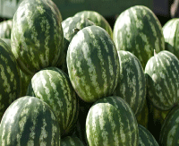 بعد إصابة مواطنين و مصطافين بالإسهال في الطارف