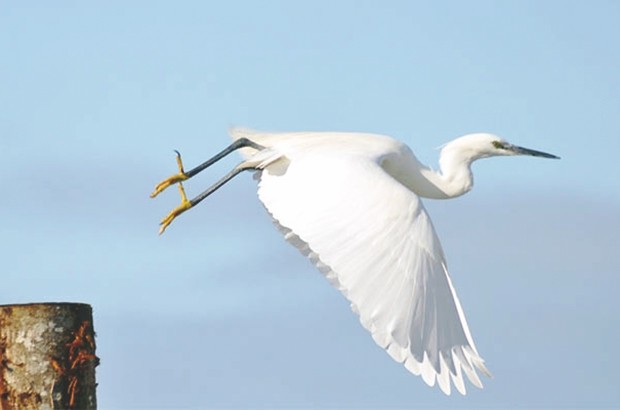 La ville de Boufarik envahie par les aigrettes