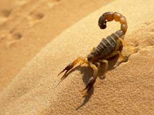 انتشار كبير للعقارب بأدرار في فصل الصيف