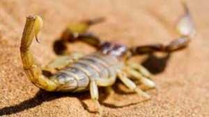 تسمم عقربي... تسجيل أكثر من 1.850 حالة خلال السداسي الأول من 2016 بالوادي