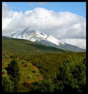 Randonnée pédestre à Chréa (Blida): C'est bon pour la santé et le tourisme!