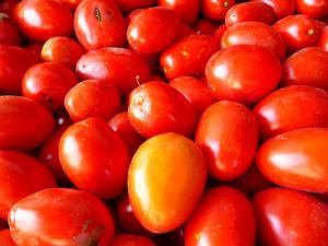 Guelma - La tomate industrielle Promet