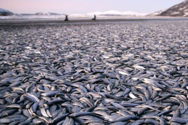 مطالب بالتحقيق في نفوق خمسة أطنان من السمك بعنابة