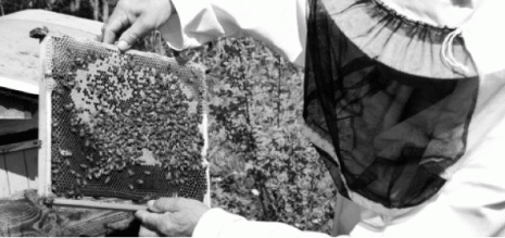 Cap sur le développement de l'apiculture