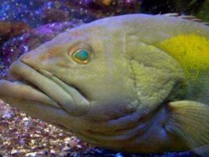 Planète - El Kala: La mort étrange des mérous est due à un méchant virus