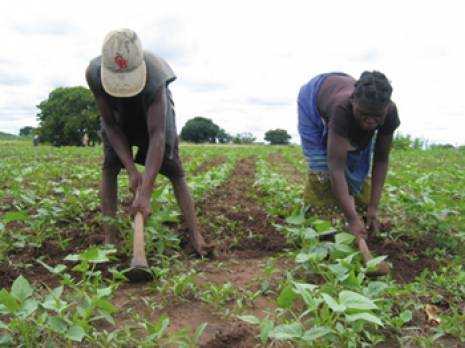 Planète - Commerce. L'Afrique va nourrir la Chine: Pékin y travaille déjà