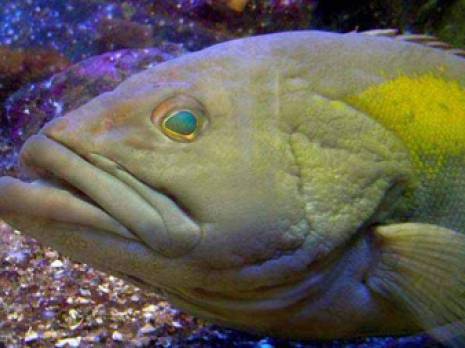 Planète - El Kala: La mort étrange des mérous est due à un méchant virus