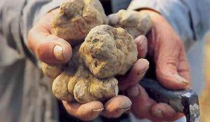 El-Bayadh - La truffe blanche arrive mais à quel prix?