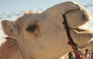 Fête du dromadaire à Adrar: Ambiance festive à Timiaouine