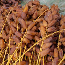 L'Algérie exportera 30 000 tonnes de dattes en 2011