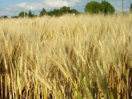 A l'initiative du groupe Amor Benamor à Guelma: Un réseau pour la qualité du blé dur