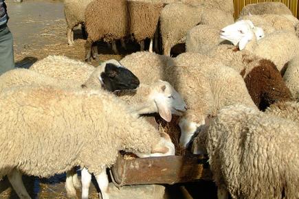 ارتفاع جنوني لأسعار الأضاحي بالأغواط