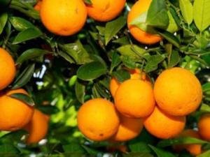 Chlef - Prévisions en baisse de la production des agrumes