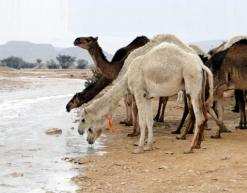 50 منها حوامل ومصالح الفلاحة تفتح تحقيقا عاجلا               هلاك 300 رأس من الإبل بسبب مياه ملوثة بالوادي