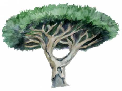 Alger - Les plantes du Jardin d'essai en danger