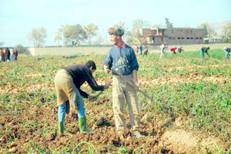 أكثر من 600 ألف قنطار خسائر زراعية بوهران