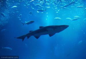 Bou ismaïl - Un centre de recherche pour sauver le littoral