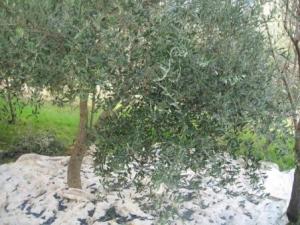 Le ramassage des olives, c'est le moment