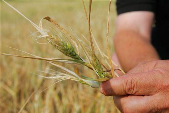 Algérie/Corée du Sud: création d'un centre de recherche agricole