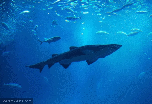 Bou ismaïl - Un centre de recherche pour sauver le littoral