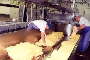 فلاحو سوق أهراس يتكوّنون في صناعة الأجبان